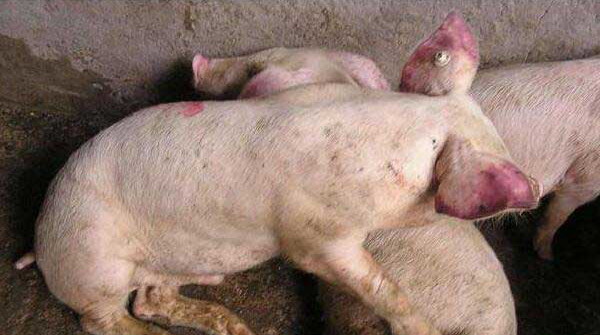 1666842382981795.jpg 001.jpg