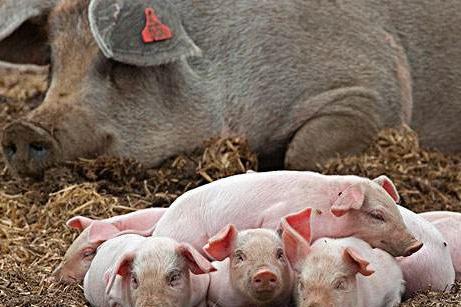 母猪不下奶怎么办？母猪下奶最好方法