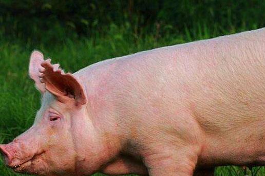 引起母猪乏情的因素及预防措施