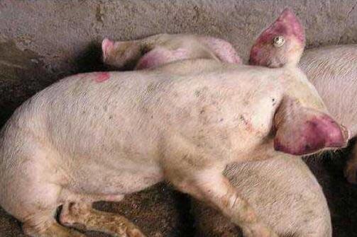 养猪小妙招：如何根据症状看猪病?