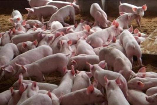 育肥猪如何饲养出栏早效率高？4点管理助你养好猪！