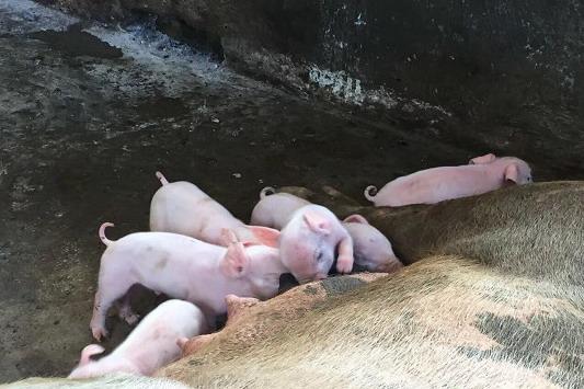 养殖课堂：育肥猪养殖技术