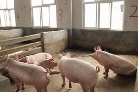 猪量体温的方式方法